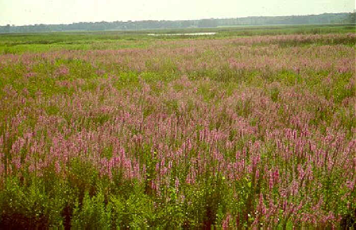 Wildflower Purple Loosestrife Lythrum Salicaria 23 000 SEEDS perennial 